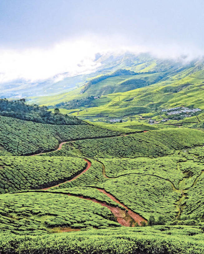 Plantación Sri Lanka