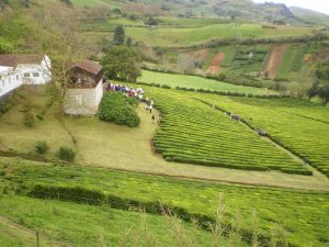 Cha Porto Formoso