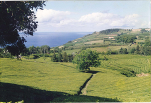 Gorreana 1