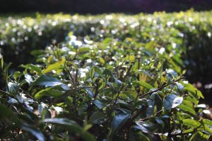 wee tea plantation1