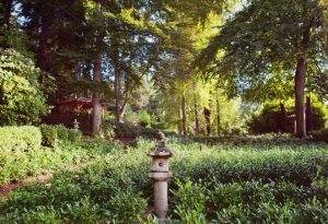 monte verita tea garden