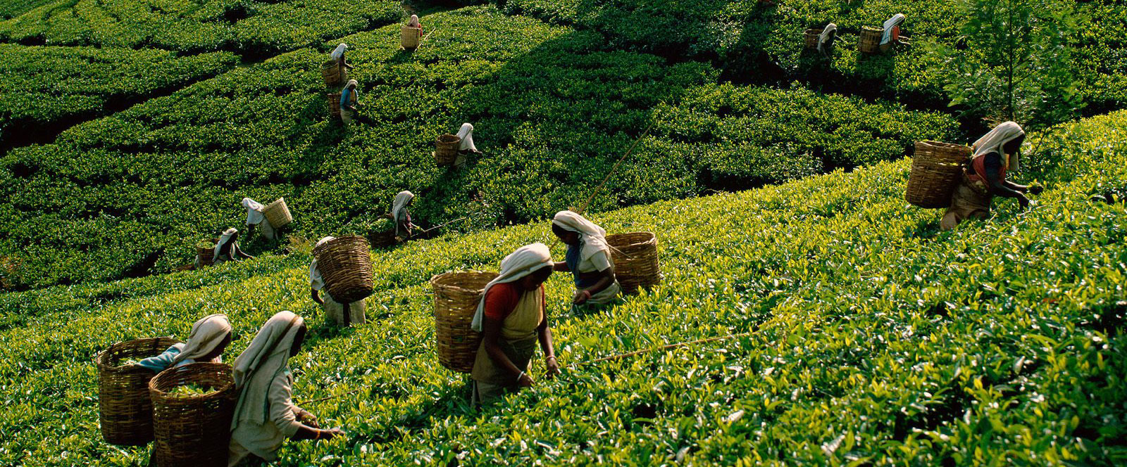 té en india