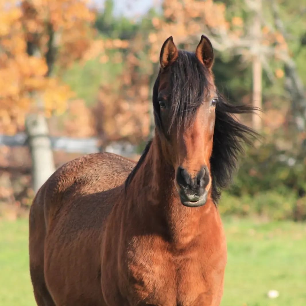 Imagen caballo Galán